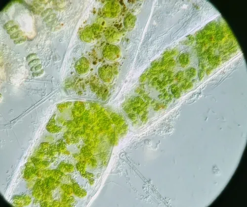 Cladophora glomerata