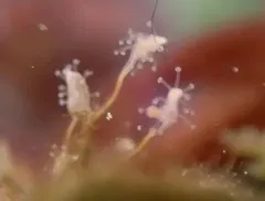 Sarsia tubulosa thumbnail 3