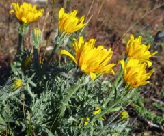 Modoc Hawksbeard thumbnail 3