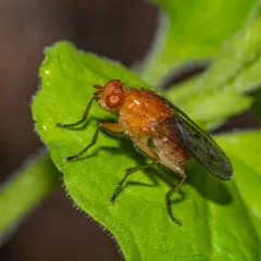 Hooded Dryomyza thumbnail 4