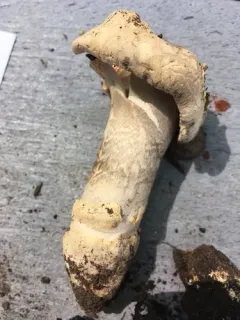 Protected Ringless Amanita thumbnail 2