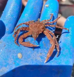 contracted crab thumbnail 4