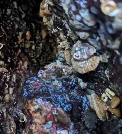 North Pacific Lampshell thumbnail 4