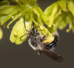 Brown-fovea Miner thumbnail 4