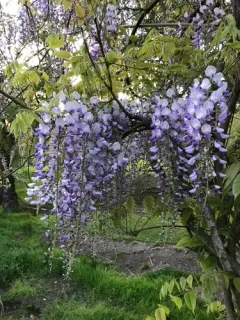 Chinese wisteria thumbnail 2