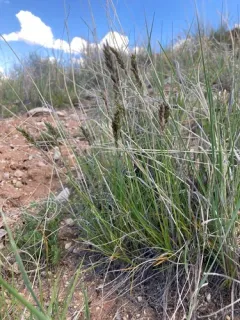 Muttongrass thumbnail 3