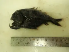 Fangtooth thumbnail 2