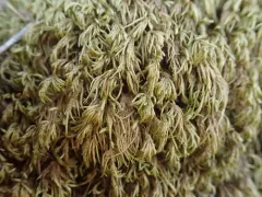 Bird's-foot Wing-moss thumbnail 2