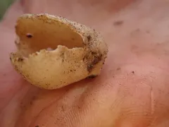 Tarzetta catinus thumbnail 4