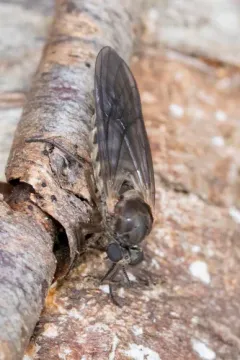 Axymyia furcata thumbnail 3