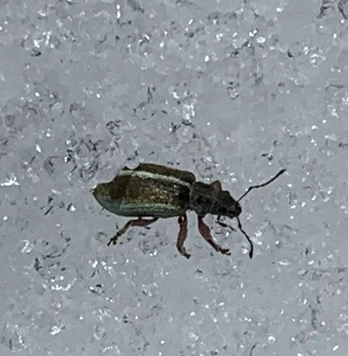 Pachyrhinus elegans