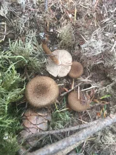 Inocybe lanuginosa thumbnail 4