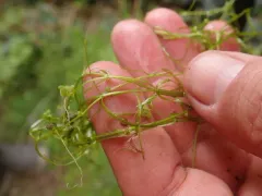 Large Water-starwort thumbnail 2