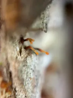 Nectria pseudotrichia thumbnail 3