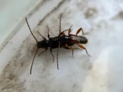 Phymatodes vulneratus thumbnail 4