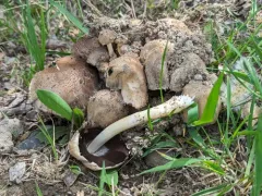Coprinopsis romagnesiana thumbnail 3