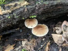 Psathyrella psammophila thumbnail 3