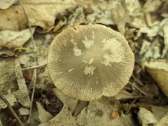 Psathyrella seminuda thumbnail 4