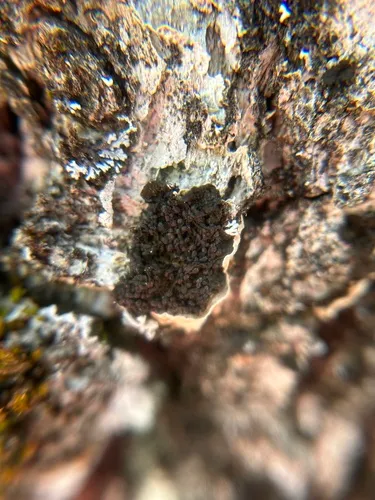 Collema curtisporum