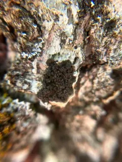 Collema curtisporum thumbnail 1