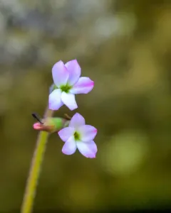 Violet Suksdorfia thumbnail 4