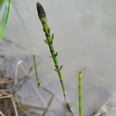 marsh horsetail thumbnail 4