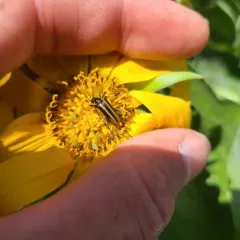 Cortodera longicornis thumbnail 2