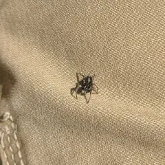Habronattus sansoni thumbnail 3