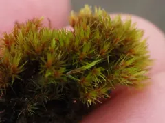 Sharp-leaved Blindia thumbnail 3
