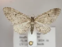 Larch Pug Moth thumbnail 2