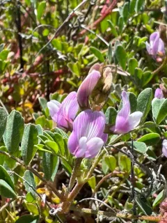 Transparent Milkvetch thumbnail 2