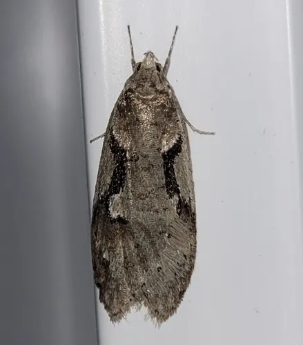 Merrick's Semioscopis