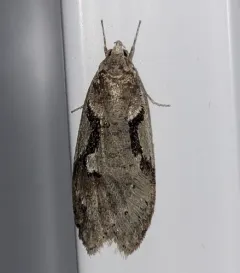 Merrick's Semioscopis thumbnail 1