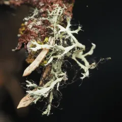 Elegant Fringe Lichen thumbnail 4