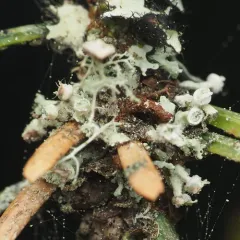 Seaside Centipede Lichen thumbnail 4