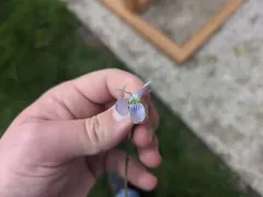 Missouri Violet thumbnail 1