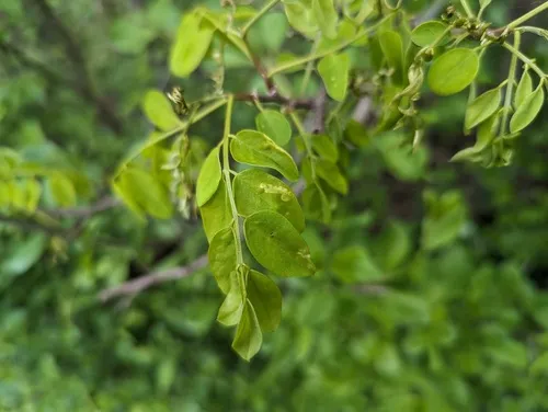 Agromyza soka