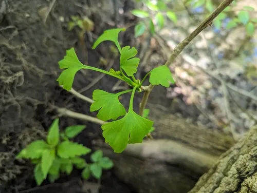 ginkgo