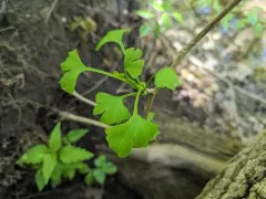 ginkgo thumbnail 1