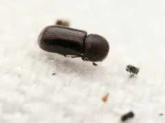 Striped ambrosia beetle thumbnail 4