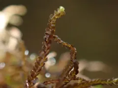 Brown Flapwort thumbnail 3