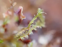 Forcipated Pincerwort thumbnail 4