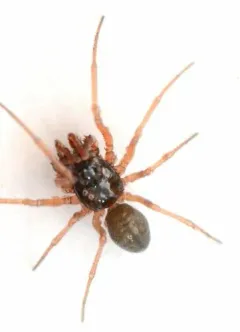 Hook-toothed Money Spider thumbnail 1