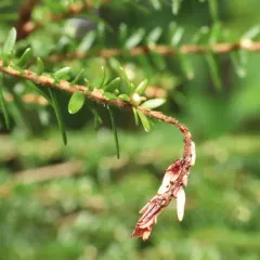 Sirococcus tsugae thumbnail 4