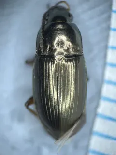 Amara aurata thumbnail 2
