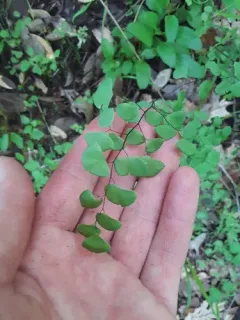 California Maidenhair Fern thumbnail 3
