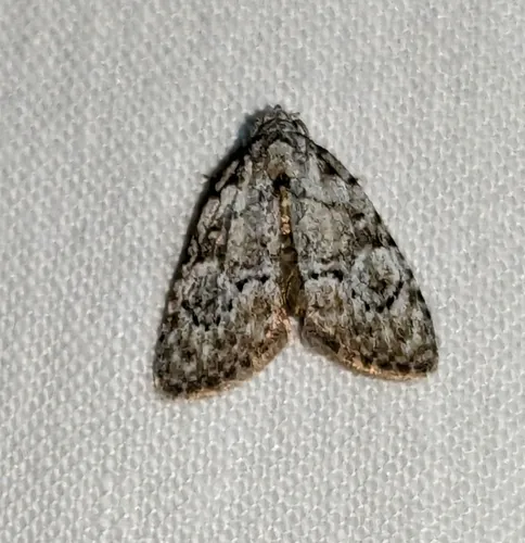 Confused Meganola Moth