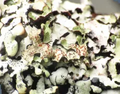 Nesolechia oxyspora thumbnail 3