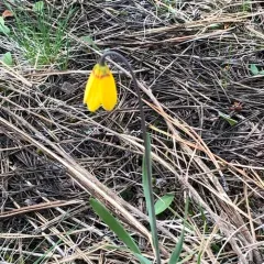 yellow fritillary thumbnail 3