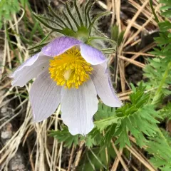 prairie pasqueflower thumbnail 4